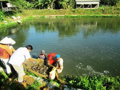 Hiệu quả từ nuôi xen ghép cá rô đầu vuông và trê vàng