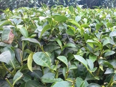 Tea exports see bright spot in January-February