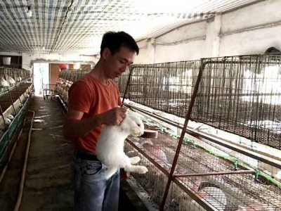 Young farmer earns billions of VND a year from rabbit exports to Japan