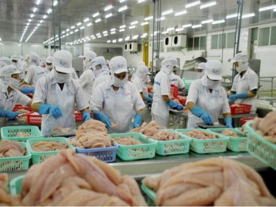 Pangasius exports to China suffer sharp drop