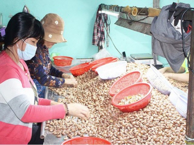 Farmers in Southeast provinces have bad crop of cashew