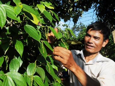 Black pepper price increases due to shortage of supply