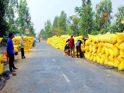 Mekong Delta farmers put effort into elevating Vietnamese rice