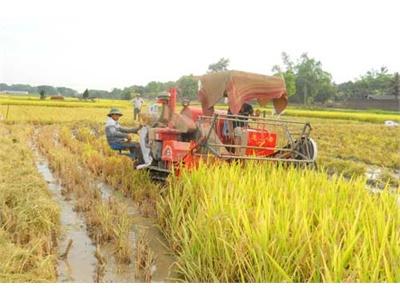 Hiệu Quả Bước Đầu Của “Cánh Đồng Một Giống”