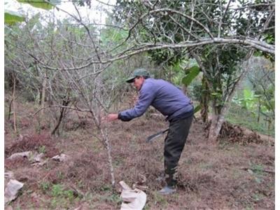 Cựu Chiến Binh Giúp Nhau Làm Kinh Tế Giỏi