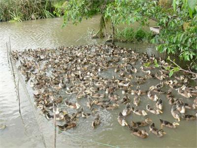 Chăn Nuôi Kết Hợp Làm Giàu