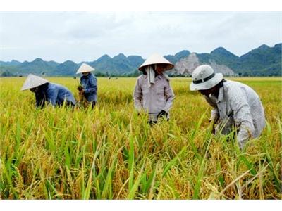 Giá Công Gặt Tăng Cao