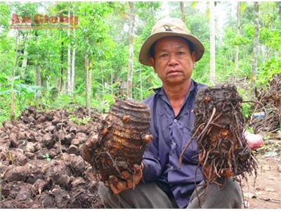 Trồng Khoai Môn Sáp Thái Lan Cho Thu Nhập Cao