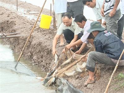 Tổng Kết Mô Hình Nuôi Cá Chẽm Trong Ao Bằng Thức Ăn Công Nghiệp