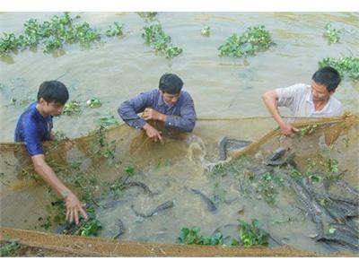 Giúp Hội Viên Nông Dân Làm Giàu