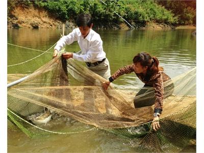 Làm Giàu Từ Mô Hình Nuôi Cá Thương Phẩm