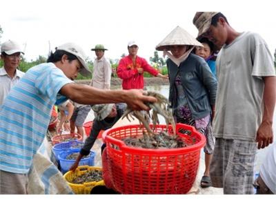 Phát Triển Tôm Nuôi Chậm Nhưng Phải Chắc