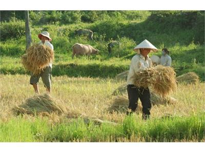 Làm Gì Để Thúc Đẩy Sản Xuất Nông Nghiệp “Mũi Nhọn”?