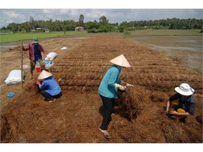 Tăng Trồng Màu Để Giảm Áp Lực Cho Cây Lúa