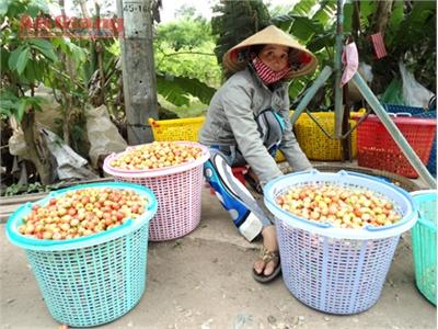 Cây Sơ Ri Trên Đất Cù Lao