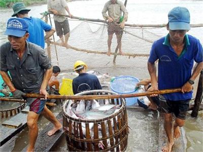 Bồi Thường Cho Thủy Sản Chiếm 95% Bảo Hiểm Nông Nghiệp