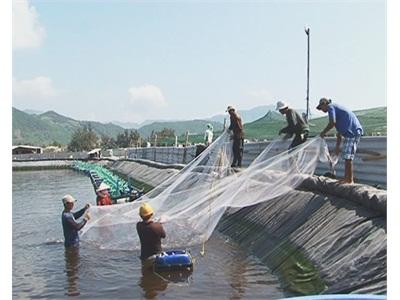 Vạn Ninh (Khánh Hòa) Bội Thu Tôm Chân Trắng Nuôi Trên Cát