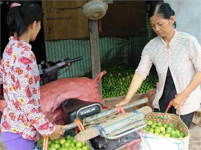 Chanh Tươi Rớt Giá Thê Thảm