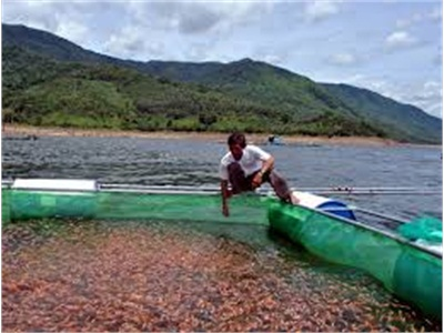 Tháo Gỡ Khó Khăn Cho Nghề Nuôi Cá Lồng Ở Phú Thọ