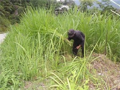 Quảng Nguyên, Chú Trọng Phát Triển Đàn Gia Súc Theo Hướng Hàng Hóa