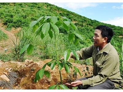 Cây Cao Su Lên Núi Đồi Tây Trà Chờ Đợi Và Hy Vọng