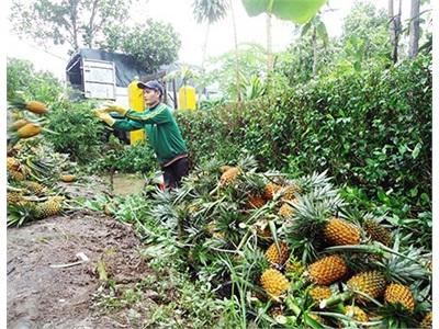 Trăn Trở Với Cây Khóm