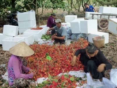 Chôm chôm trúng mùa, được giá