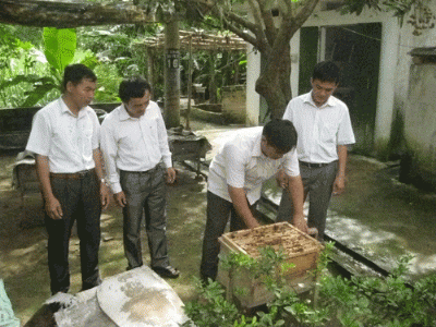 Nghề nuôi ong lấy mật ở huyện Cẩm Thủy cho hiệu quả kinh tế cao