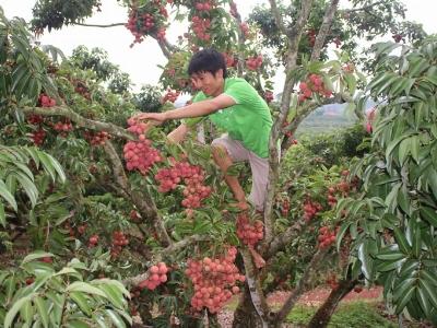 Kỹ thuật sản xuất vải thiều độc đáo của người Sán Dìu