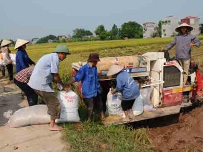 Thương hiệu gạo bài học từ... người đến sau