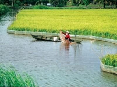 Công bố kết quả đề tài khoa học lúa tôm