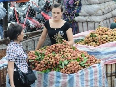 Hàng nghìn tấn vải thiều Hải Dương được tiêu thụ tại Hà Nội