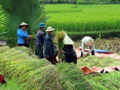 Tín hiệu vui từ vụ Xuân