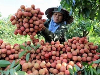 Vải thiều vào Pháp hai khó khăn chính