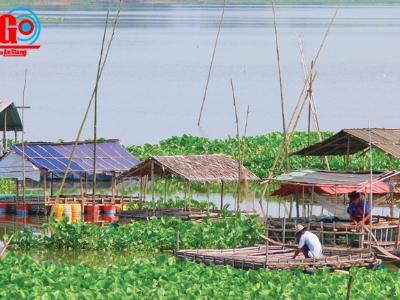 Bảo tồn thủy sản búng Bình Thiên (An Giang)