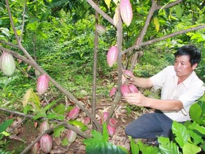 Ký kết bao tiêu trái ca cao tươi cho nông dân