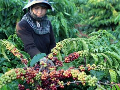 Cà phê tăng giá, giảm lượng găm hàng sẽ thiệt hại