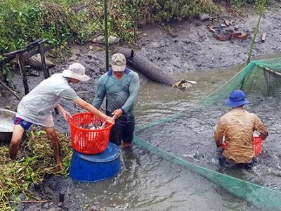 Huyện Phụng Hiệp (Hậu Giang) cá thát lát giảm 10.000 đồng/kg