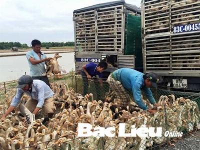 Bạc Liêu chủ động phòng chống dịch bệnh vào đầu mùa mưa