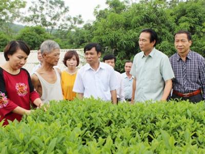 Sản xuất chè an toàn VietGAP