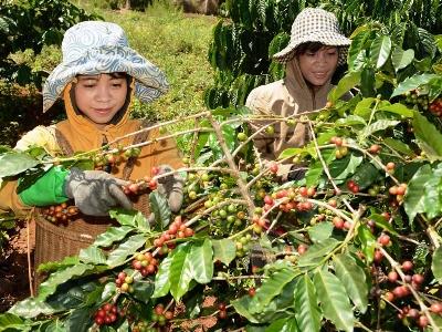 Giá cà phê Tây Nguyên đạt mức cao nhất từ đầu vụ