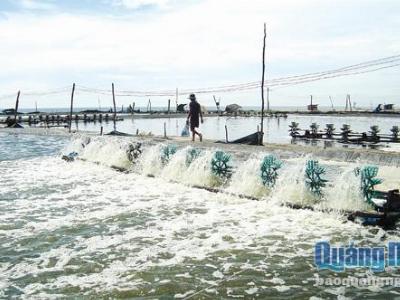 Thị trường tôm thương phẩm kiểu nào người nuôi cũng... thiệt