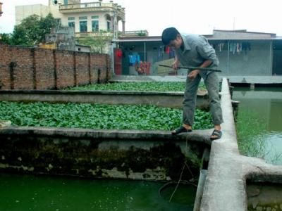 Bắc Ninh phát triển bền vững các mô hình nuôi ba ba thương phẩm