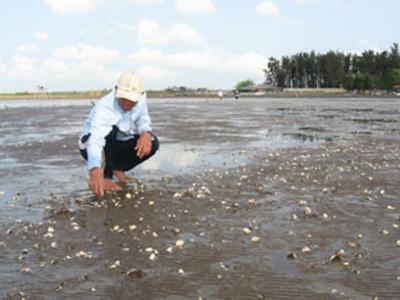 Nghêu chết bất thường, thiệt hại tiền tỷ