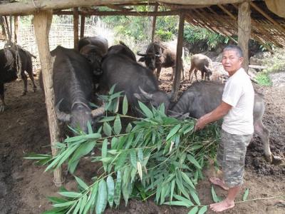 Người nuôi trâu giỏi ở thung lũng Na Lơi