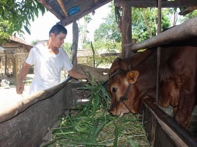 Phú Yên phát triển đàn bò lai cơ hội thoát nghèo cho đồng bào dân tộc thiểu số