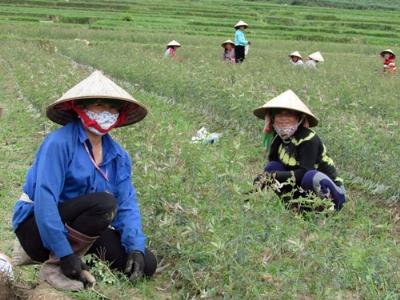 Nguy cơ trắng tay vì dốc vốn làm nông sản sạch