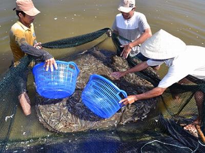 Cà Mau cung cấp 8 tỷ con giống tôm sạch