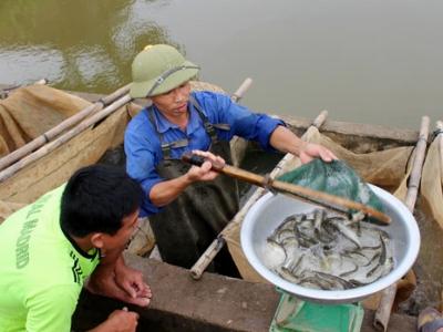 Trại cá Hòa Sơn Thái Nguyên doanh thu tăng 5% so với cùng kỳ