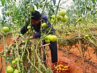 Trồng cà chua công nghệ cao lãi lớn